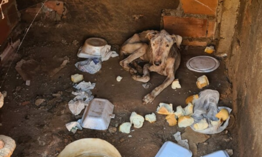 Cadela resgatada em situação de extrema magreza morre em Goiás