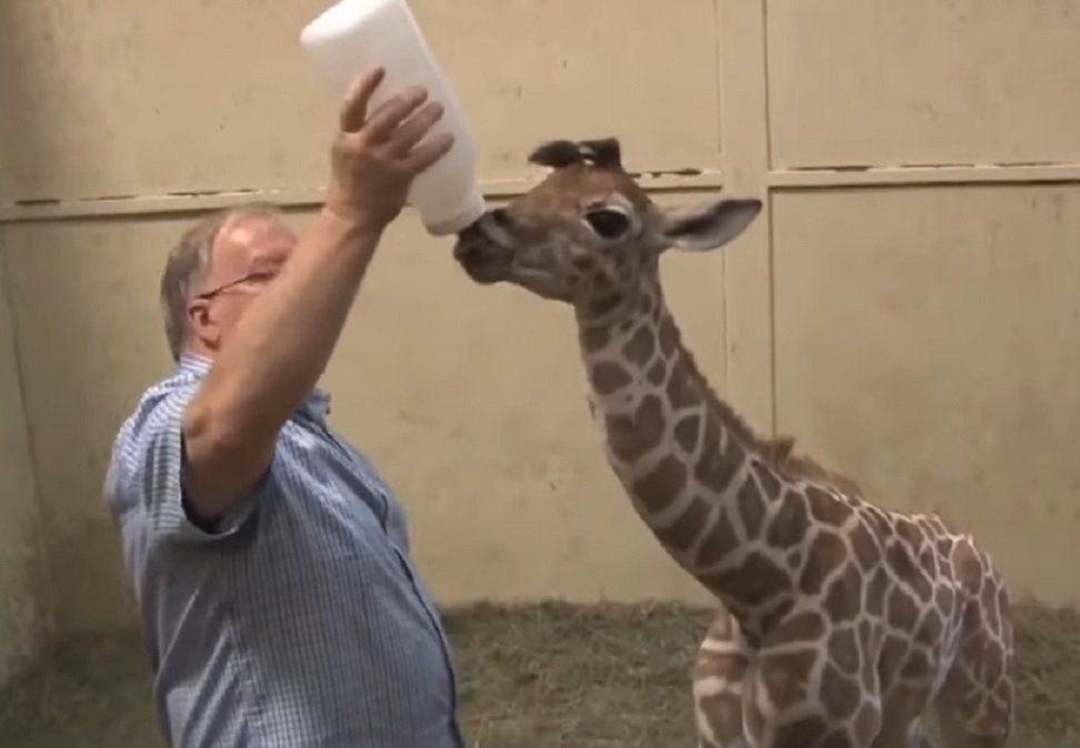 Zoológico nos EUA registra maior girafa recém-nascida do mundo, com 1,82m