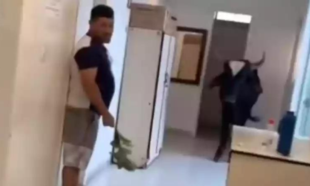 Boi invade clínica em Minas Gerais e assusta funcionários; veja o vídeo