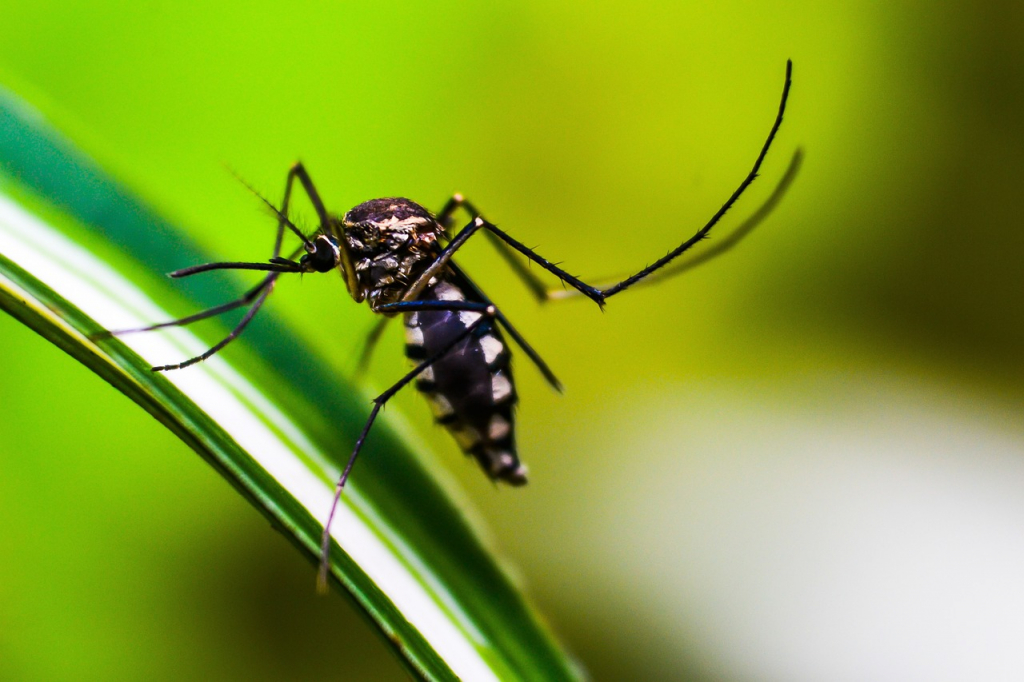 Brasil registra mais de um milhão de casos de dengue em 2024