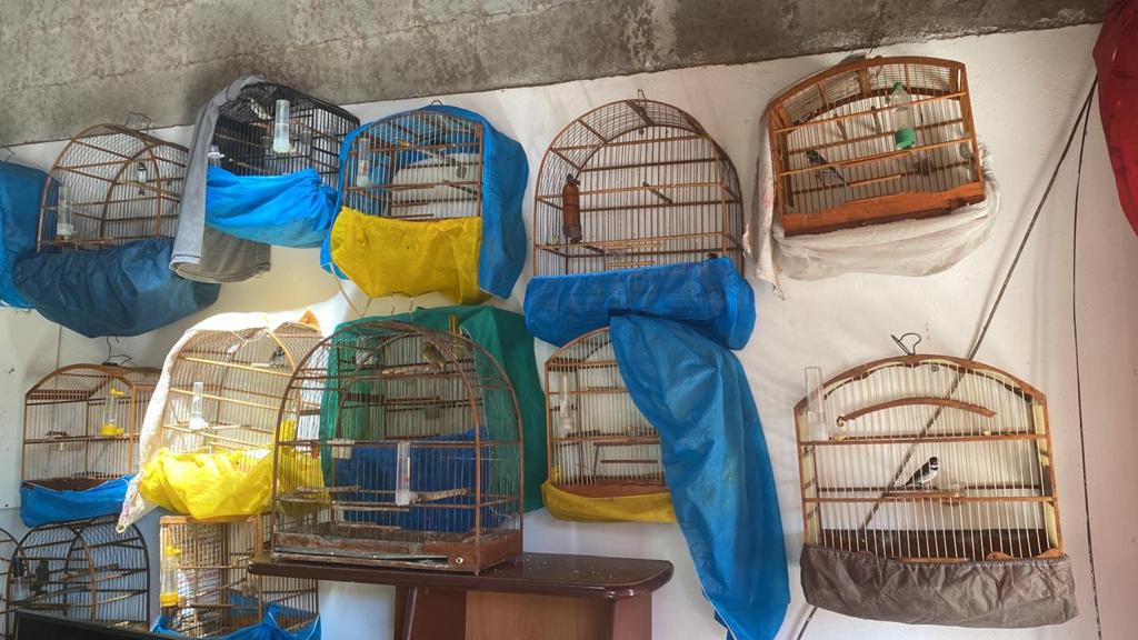 Polícia resgata 71 aves mantidas em cativeiro ilegal no interior de SP