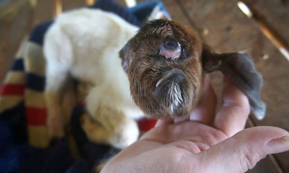 Cabra nasce com um olho e sem nariz na Tailândia: ‘Ciclope’