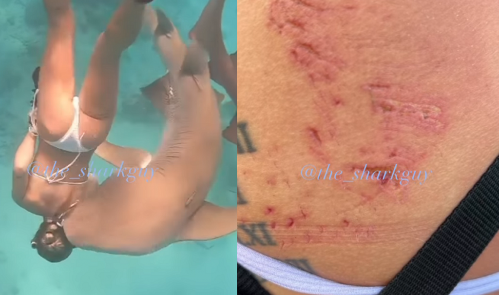 Mulher é atacada por tubarão durante ensaio fotográfico; veja vídeo