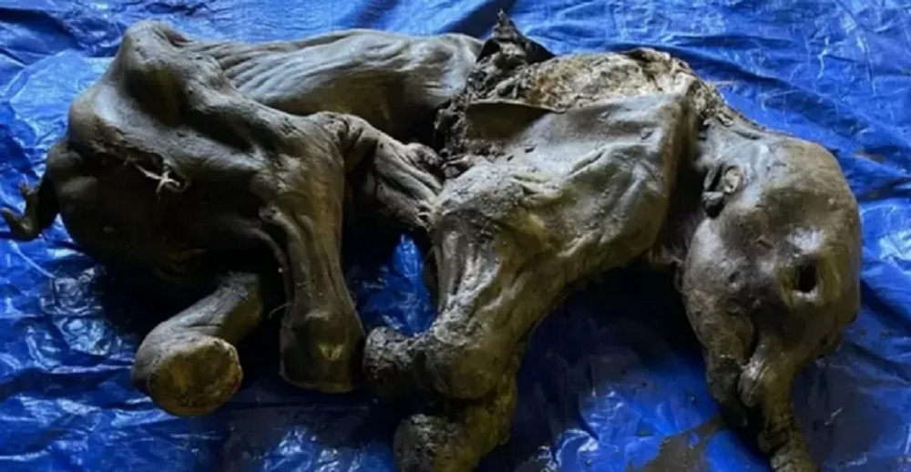Corpo de bebê mamute congelado é encontrado no Canadá