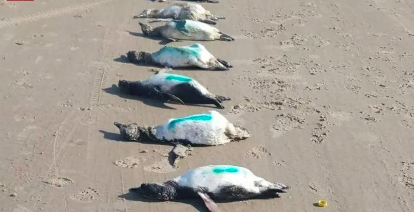 Mais de 50 pinguins são encontrados mortos em praia de Santa Catarina
