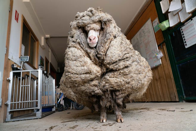 Ovelha é encontrada em floresta da Austrália com 35 kg de lã acumulados; veja vídeo