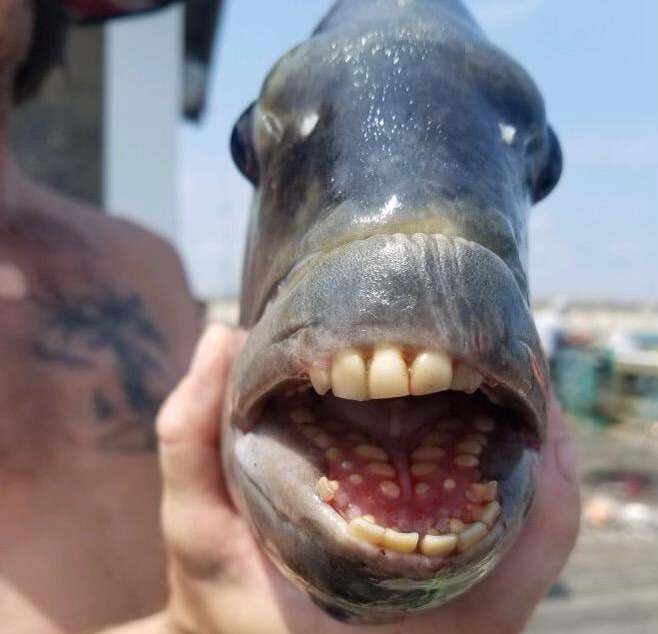 Peixe com ‘dentes humanos’ surpreende pescadores nos EUA; veja fotos