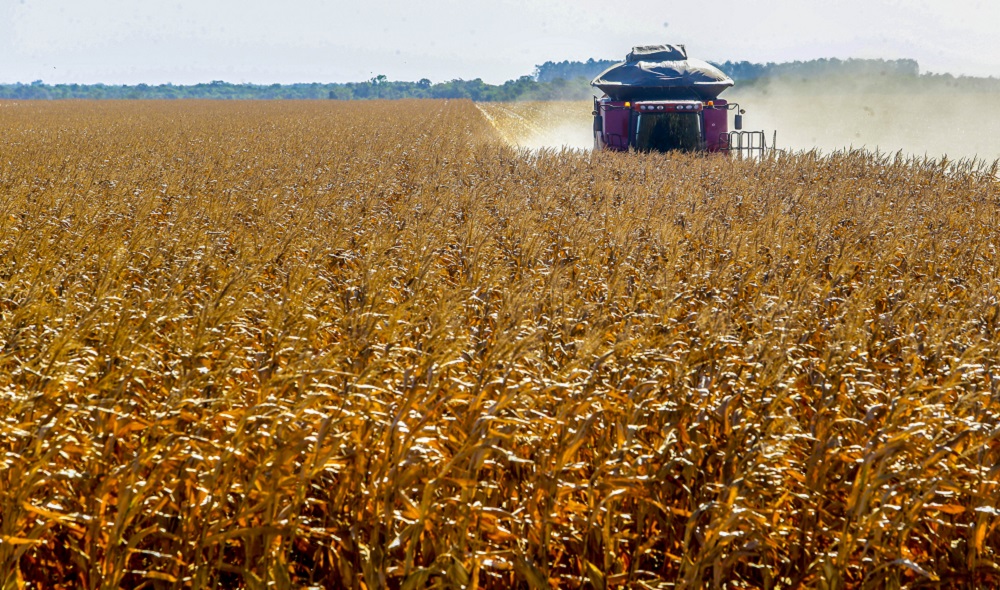 Previsão do IBGE indica redução na safra de milho no Brasil em 2024