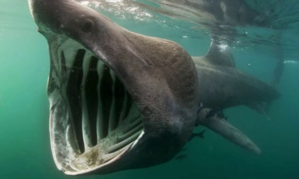 Segundo maior tubarão do mundo é visto em Portugal, e imagem impressiona; veja