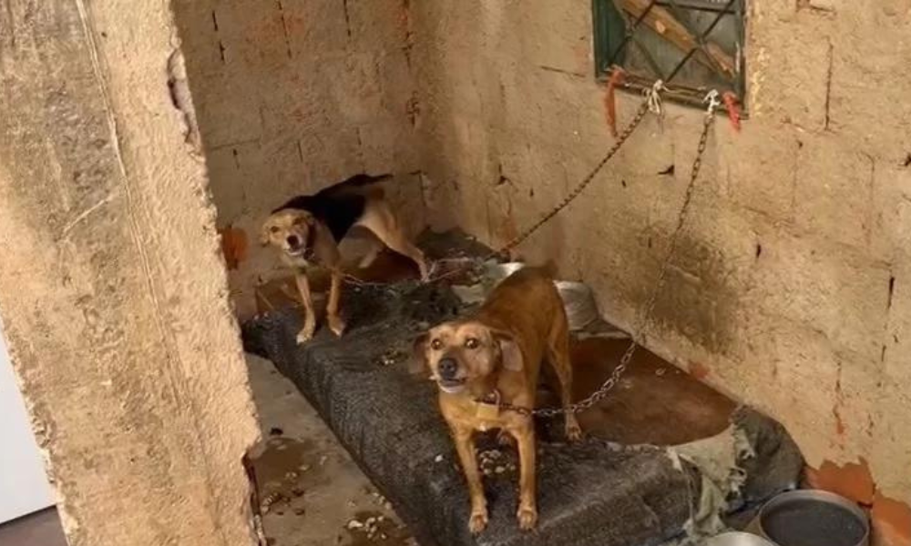 Polícia Civil resgata cachorros acorrentados e sem água no DF