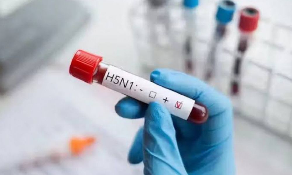 Governo confirma mais um caso de gripe aviária; total chega a 31