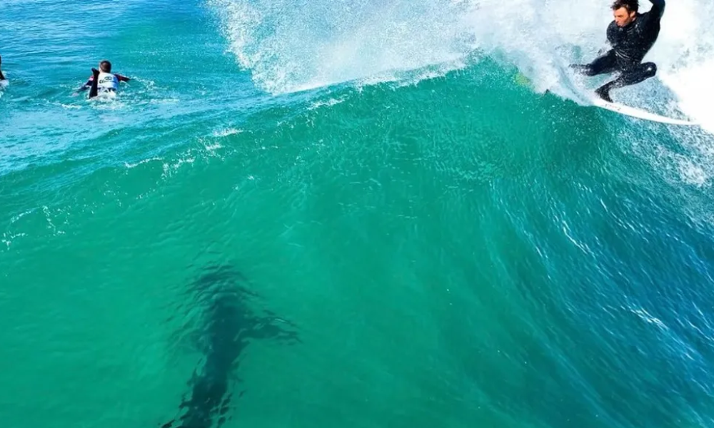 Com Circuito Mundial em ‘dia de folga’, tubarão aparece em J-Bay e assusta surfistas; assista