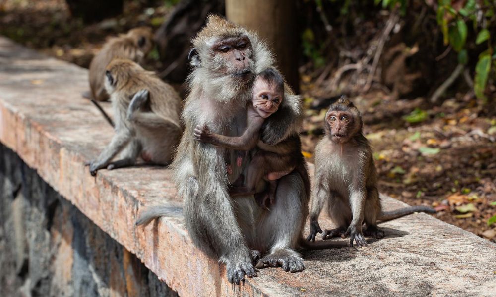 Macacos matam bebê de quatro meses após arremessá-lo do terraço de casa na Índia