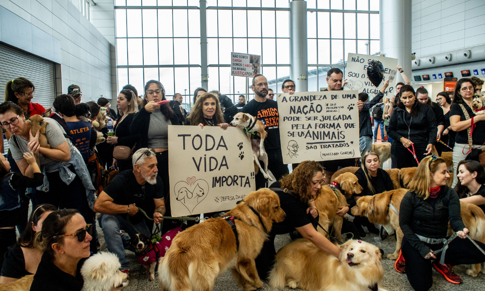 ONGs e tutores fazem homenagem a cão Joca em 14 estados brasileiros