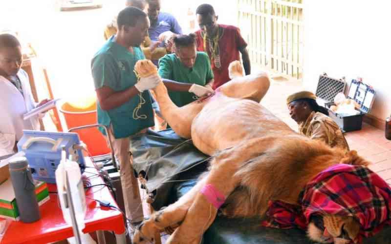 Esterilização de leão provoca polêmica no Quênia