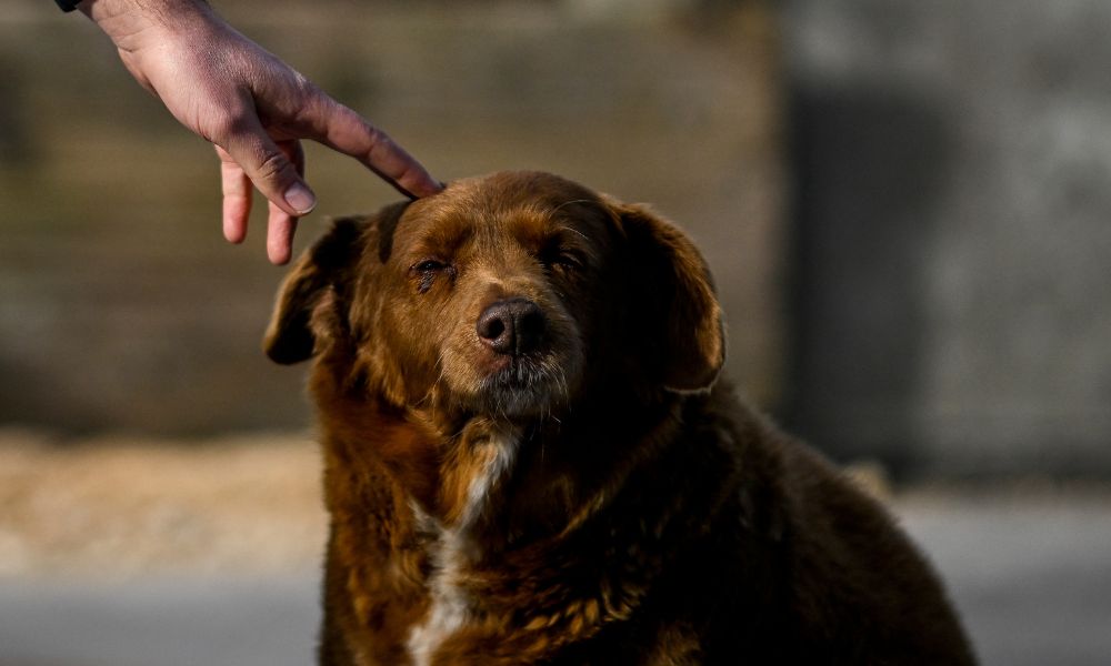 Cachorro mais velho do mundo completa mais um ano de vida e choca pela idade atingida