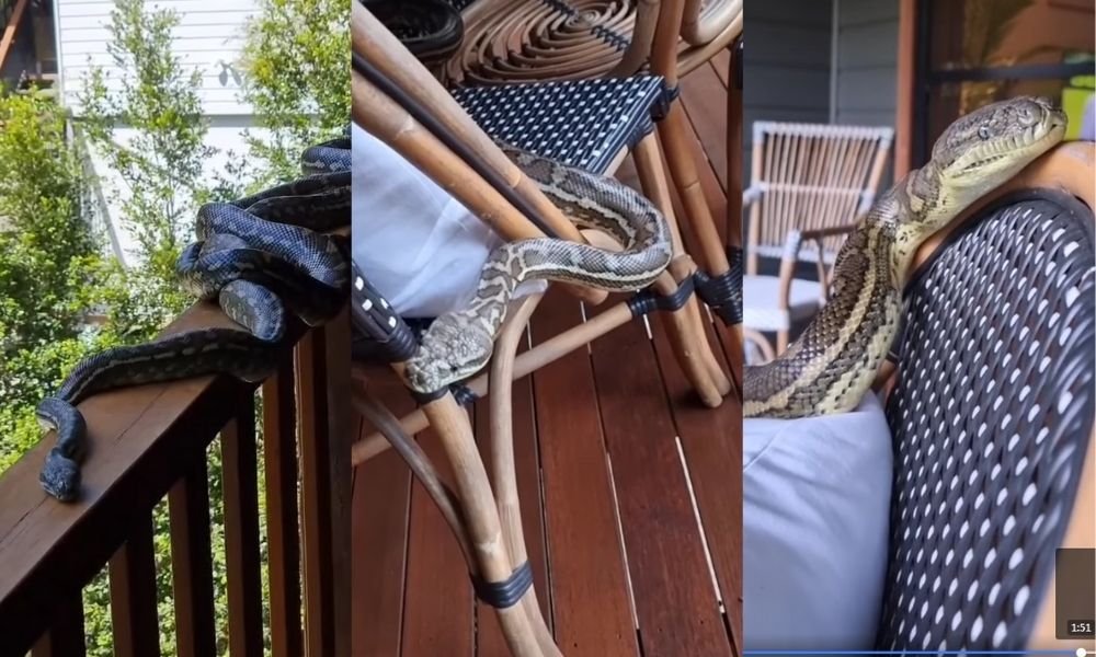 Na Austrália, família tem casa invadida por cobras píton; veja vídeo