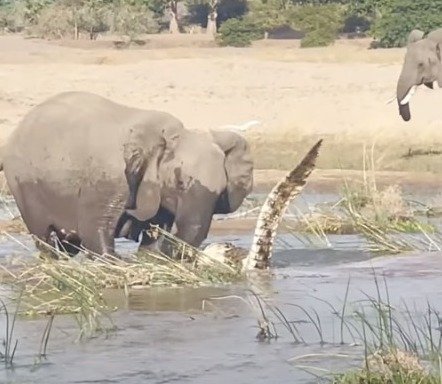 Elefante pisoteia crocodilo até a morte para defender filhotes; assista ao vídeo