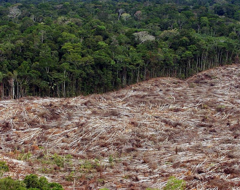 Fevereiro tem recorde de desmatamento para o mês na Amazônia Legal
