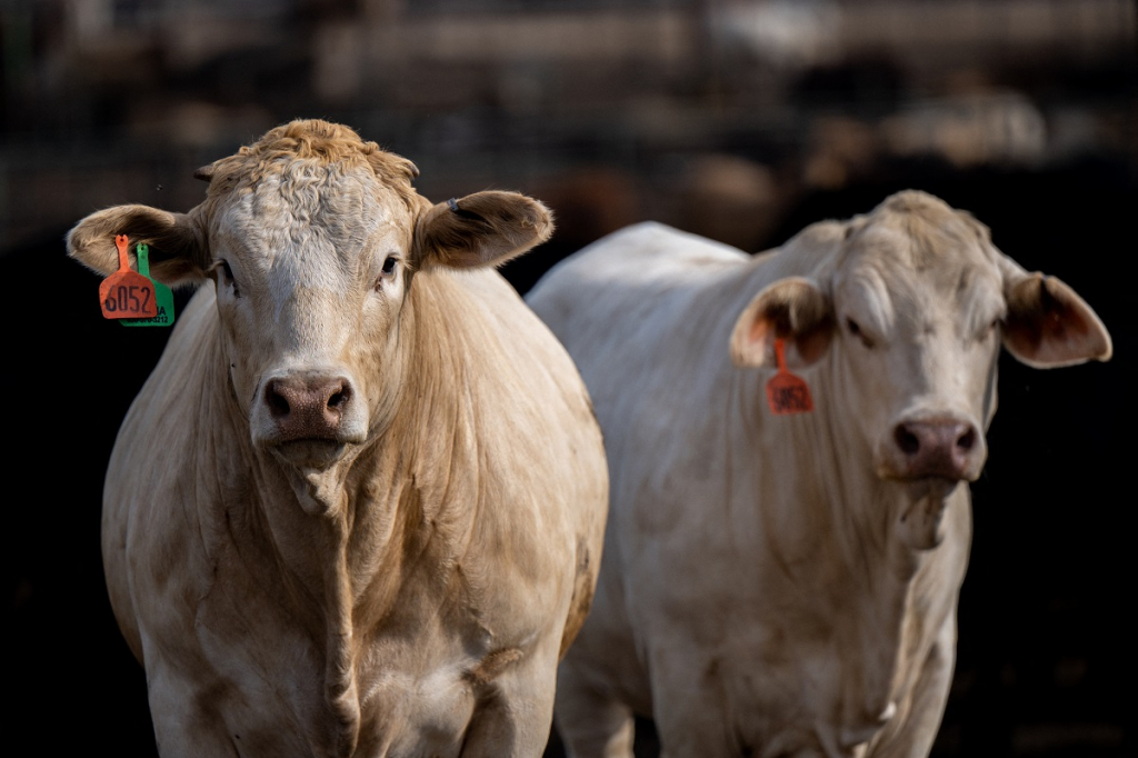 Mais de mil cabeças de gado morrem após temperatura despencar em Mato Grosso do Sul