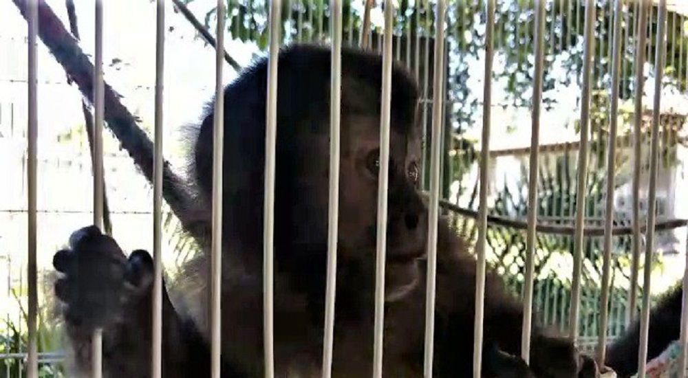 PF prende estudante de veterinária por venda ilegal de macacos e araras no Rio de Janeiro