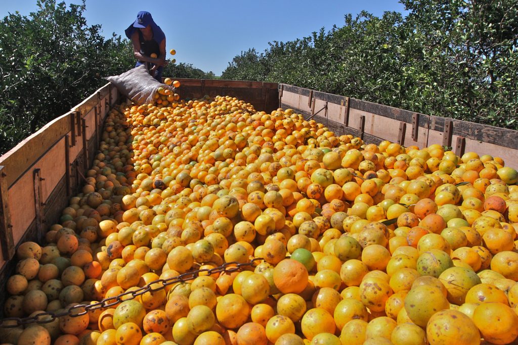 MPF cobra mais de R$ 12 bi de empresas do ‘cartel da laranja’ por danos morais e materiais