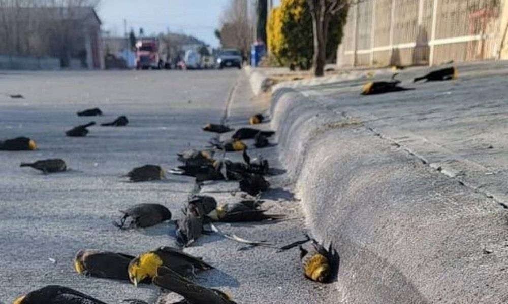 Por que centenas de pássaros caíram mortos no México? Veja vídeo