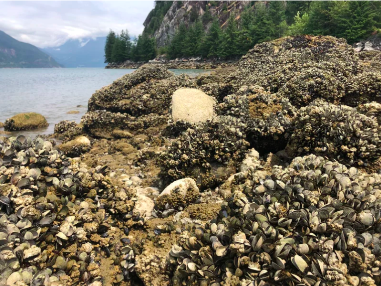 Onda de calor cozinha moluscos vivos em praia do Canadá