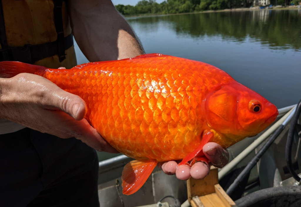 Com foto de ‘peixe gigante’, cidade dos EUA pede que moradores parem de jogar animais em lago