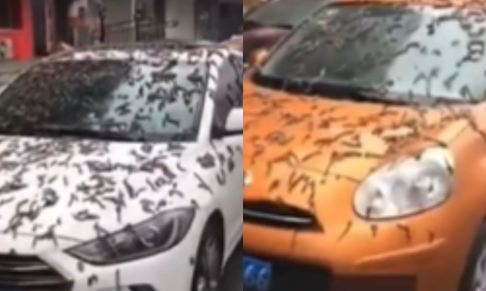 ‘Chuva de verme’ cobre carros e ruas na China e deixa moradores em pânico: ‘Apocalipse’