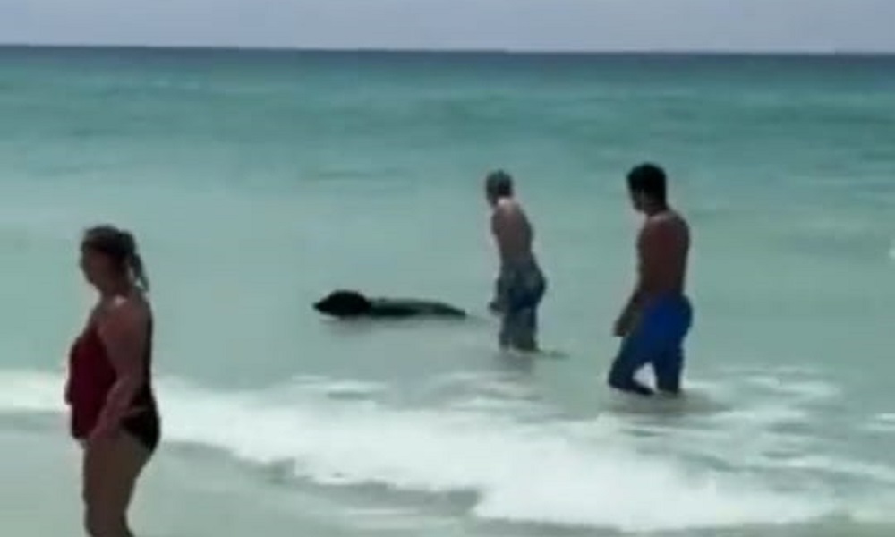 Urso-negro é visto em praia dos Estados Unidos e assusta banhistas