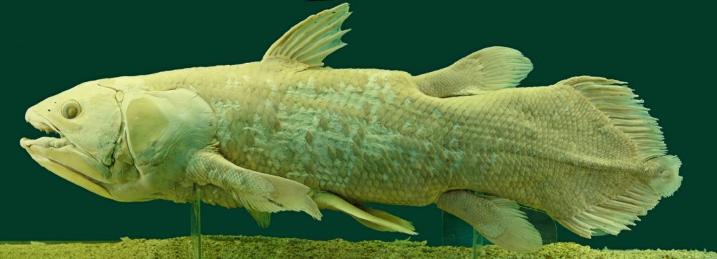 Peixe pré-histórico que acreditava-se estar extinto é encontrado por pescadores em Madagascar