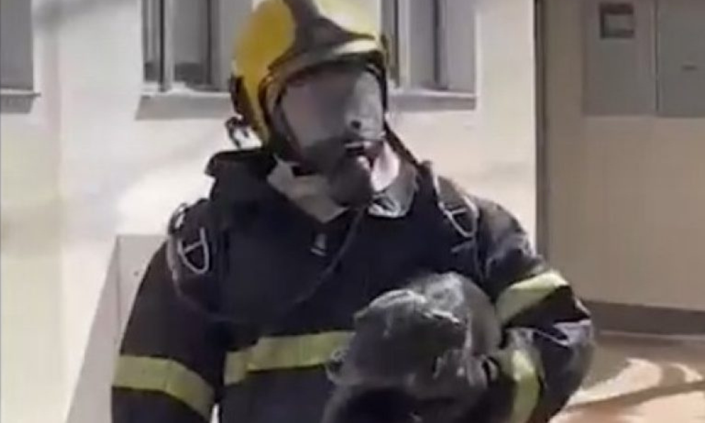 Cachorro é salvo após apartamento pegar fogo em MS