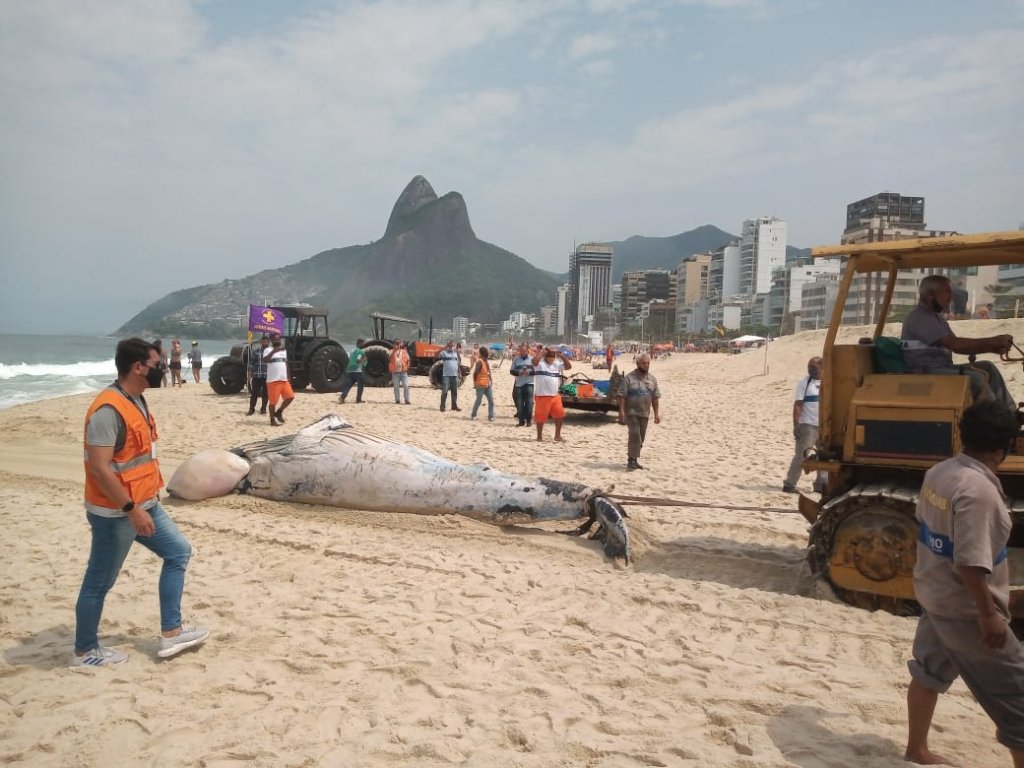Amostras da baleia encontrada morta na praia do Leblon serão analisadas por técnicos da UERJ; veja fotos