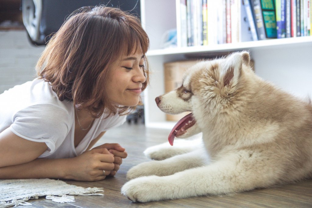 Cães entendem emoções humanas e isso influencia seu comportamento, diz estudo