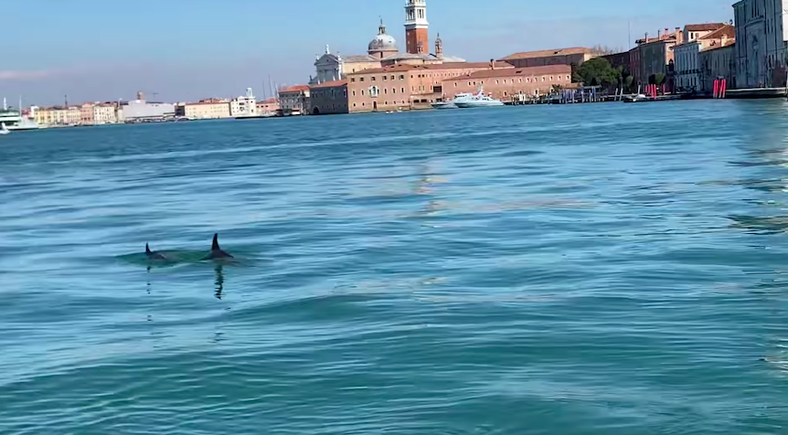 Dois golfinhos foram vistos no Grande Canal de Veneza, na Itália; assista