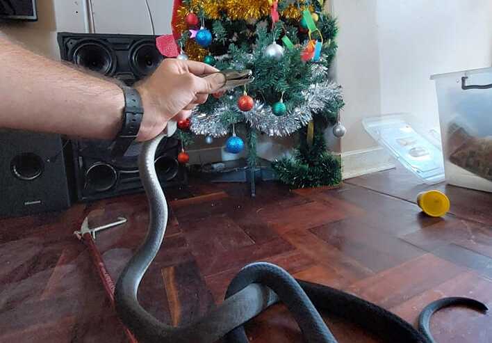 Cobra venenosa surge em árvore de Natal e apavora família na África do Sul