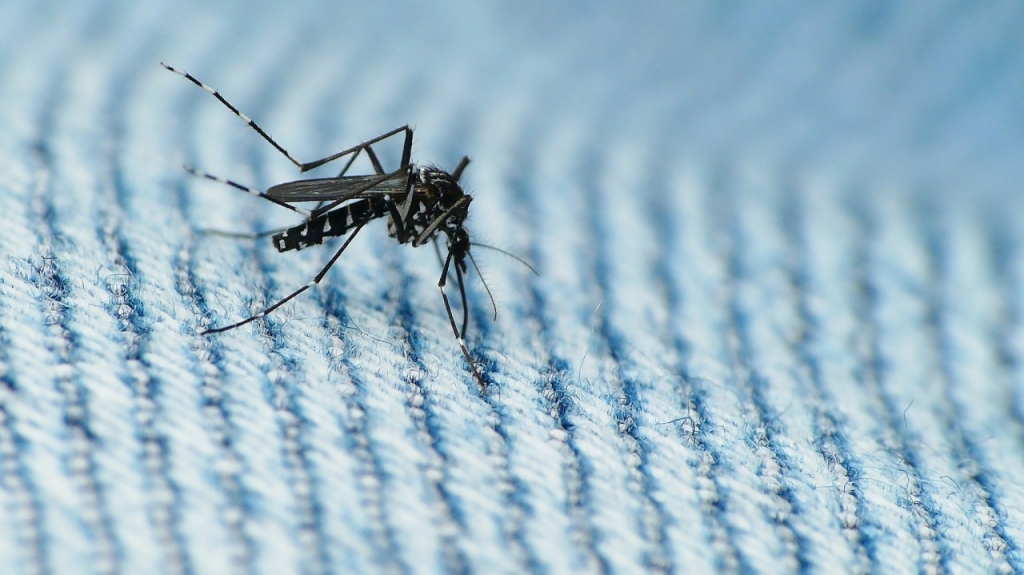 Equador soltará 100 mil mosquitos estéreis para reduzir casos de dengue, zika e chikungunya