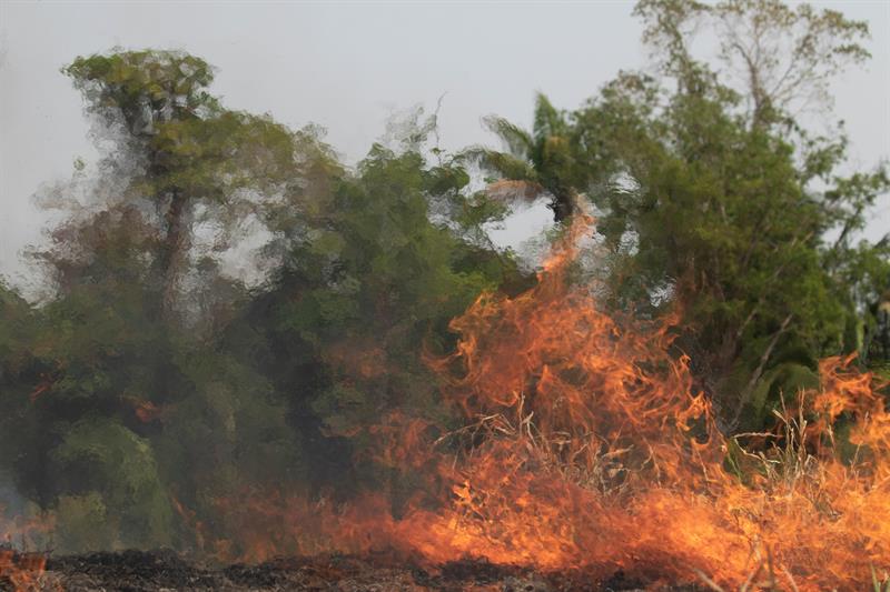Fogo já afetou 85% das espécies da Amazônia nos últimos 20 anos, alerta estudo