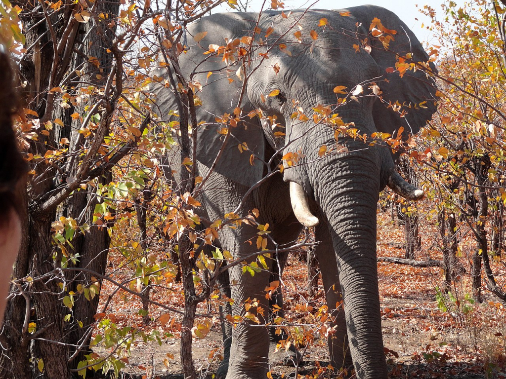 Mulher e bebê morrem pisoteados por elefante no Zimbábue