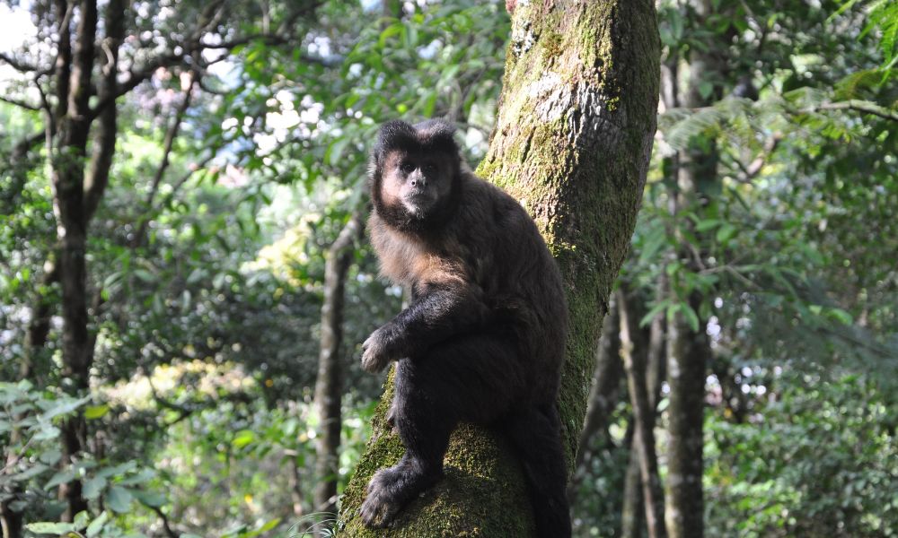 Macaco selvagem ataca mais de 10 pessoas no Japão e se torna foragido da polícia