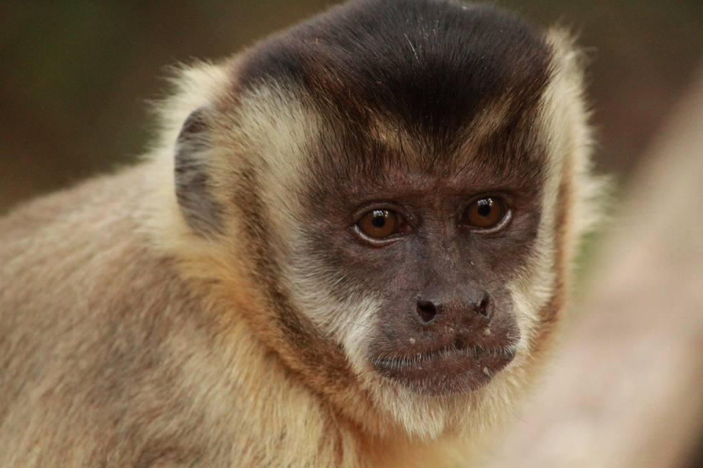 Macaco-prego foge de santuário em busca de amor
