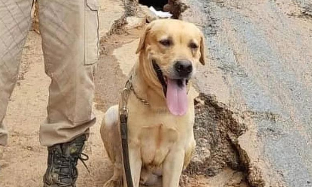Morre Thayron, cachorro que atuou no resgate das vítimas do ciclone no RS