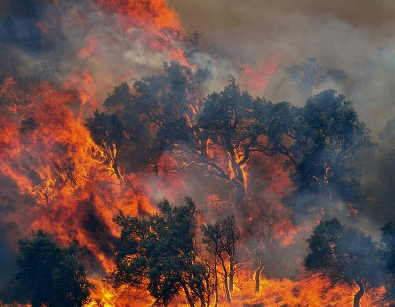 Câmera possibilita ver em 360° uma floresta sendo incendiada; confira