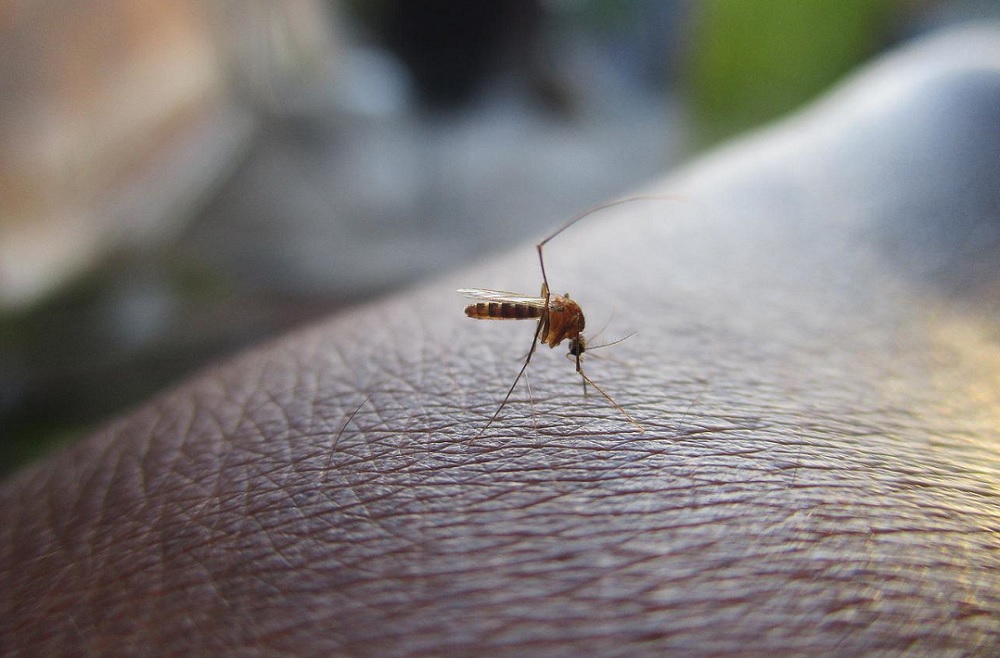 Brasil registrou mais de 1.000 mortes por dengue em 2023