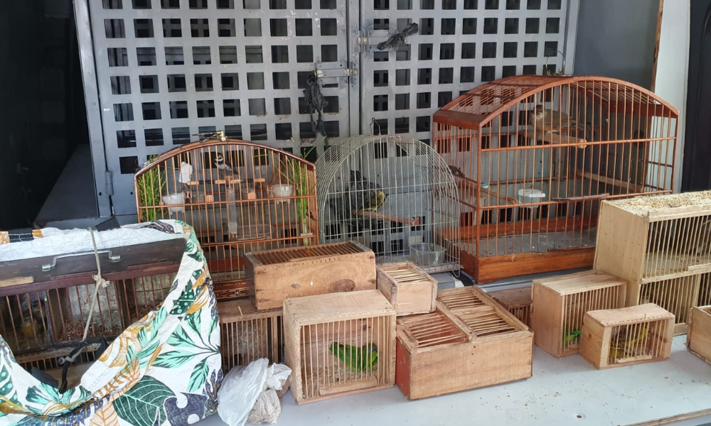 Operação contra tráfico de animais apreende 68 pássaros silvestres no RJ
