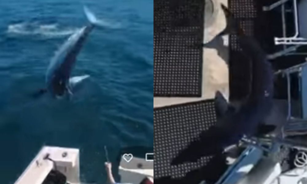 Tubarão de dois metros da ‘mortal’ para dentro de barco nos EUA e desespera tripulantes
