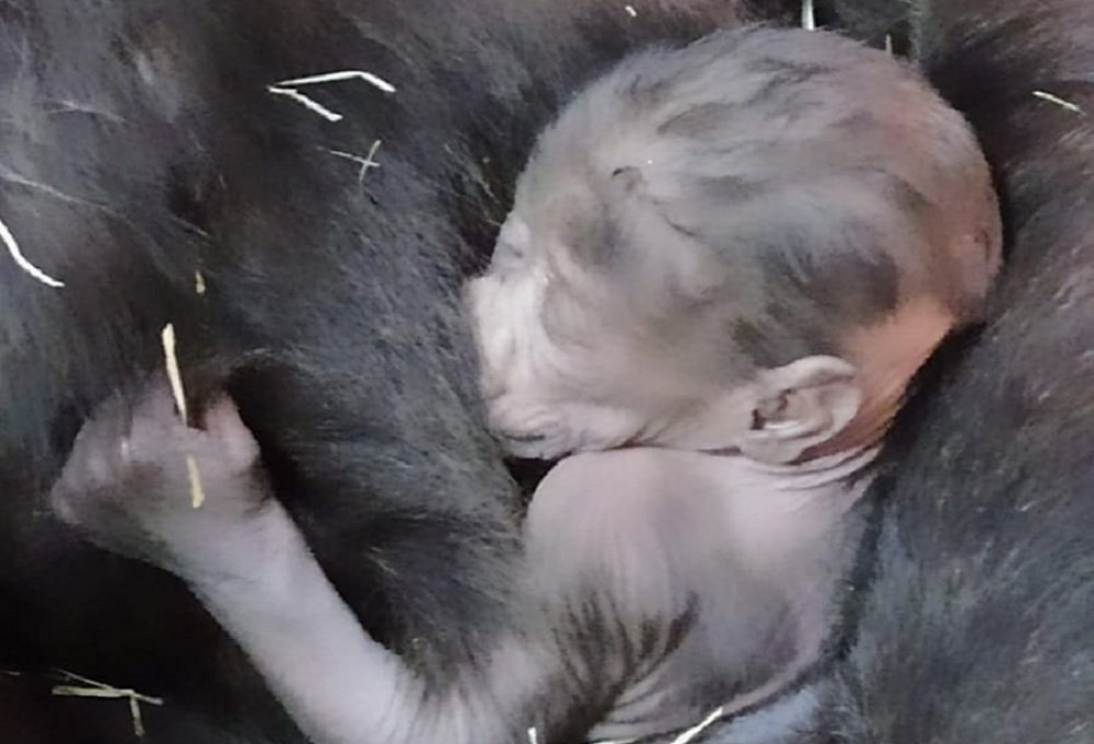 Filhote de gorila morre no Zoológico de Belo Horizonte após cair de altura de três metros