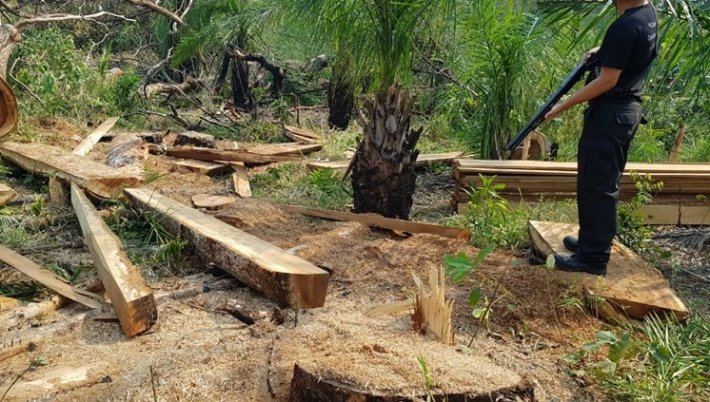 Brasil vai confirmar meta de eliminar desmatamento ilegal no país até 2030 na COP-26
