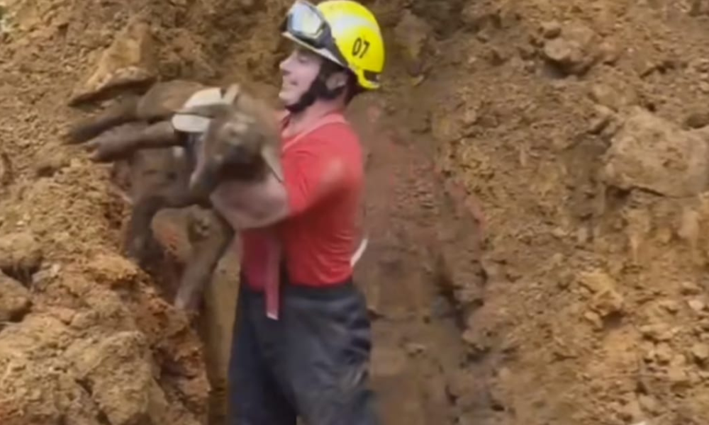 Ovelha é resgatada após ficar presa dentro de cano de esgoto no interior do RS; veja vídeo